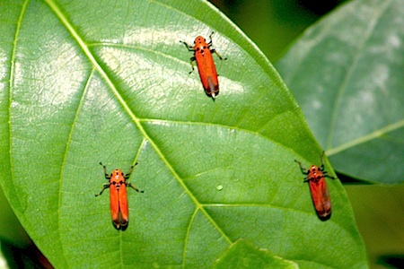 picture of leafhoppers on a leaf in Malaysia