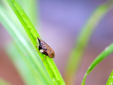 photo of a malaysian plant hopper