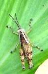 picture of grasshopper