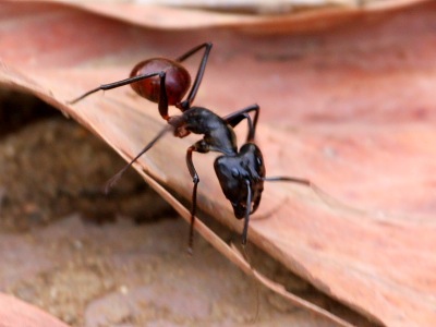 photo of a forest ant in malaysia