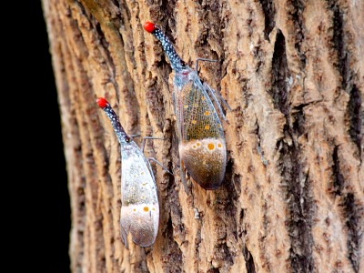 picture of a couple of lanternbugs found in malaysia