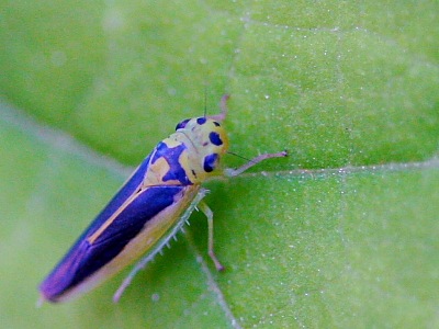 leafhopper picture