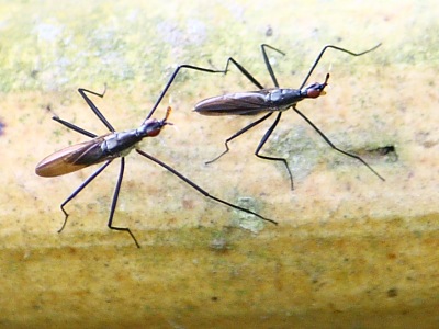 picture of neriid flies found in malaysia