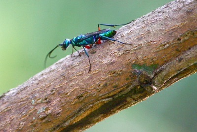 soldier fly of malaysia picture