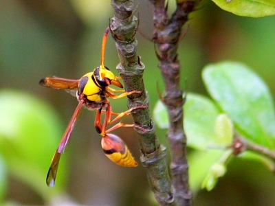 photo of a malaysian wasp