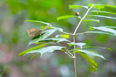 butterfly on a plant at jebak puyuh