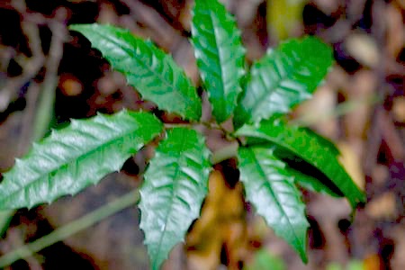 exotic plants at gunung  jebak puyuh