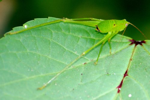 malaysian katydid picture