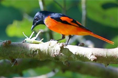 minivet bird eating insect at lake kenyir