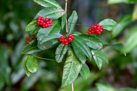 exotic plants found near lakes in malaysia