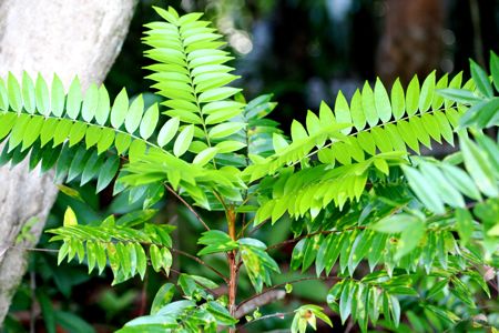 green plants growing at lakes of malaysia