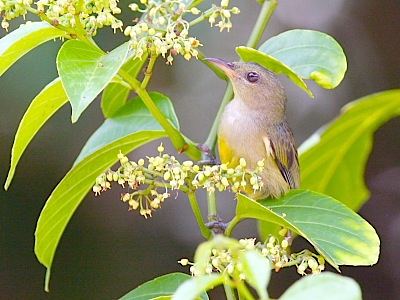 orange-bellied flowerpecker bird seen at natural lakes in malaysia