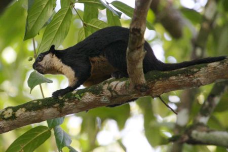 white squirrel around lakes in malaysia