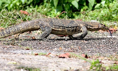 photo of bengal or clouded monitor lizard