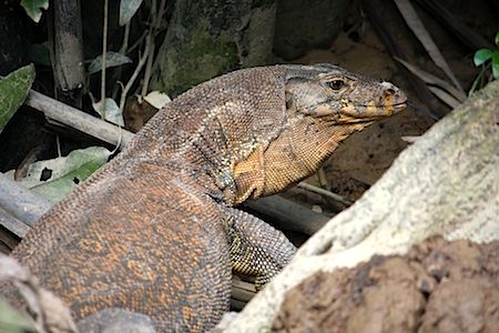 photo of a huge monitor lizard in malaysia