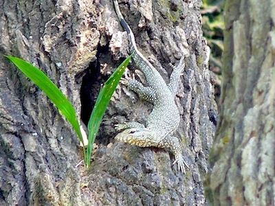 picture of a young monitor lizard in Malaysia