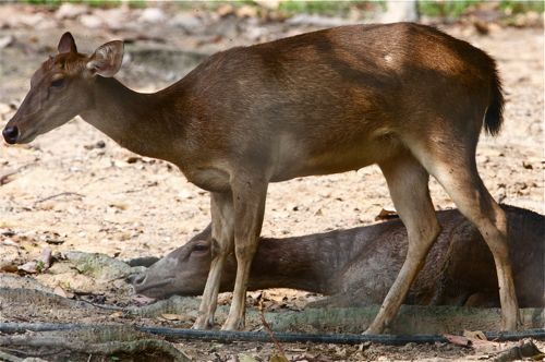 photo of sambar deer