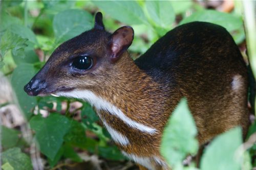 photo of lesser mouse deer or kancil of malaysia