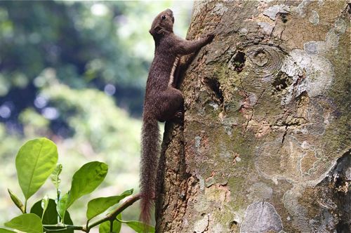 tree squirrel of malaysia picture