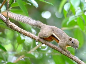 picture of squirrel