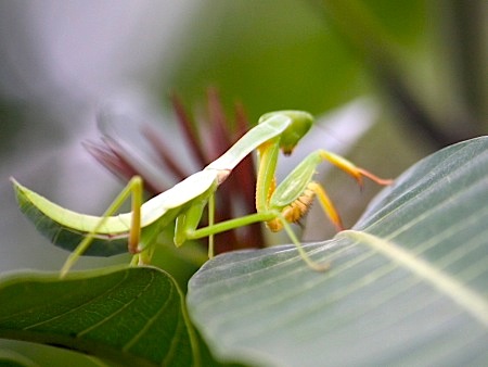 malaysian praying mantis picture