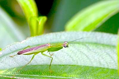 young small mantis