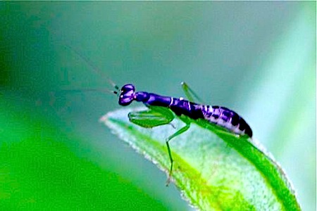 young malaysian praying mantis picture