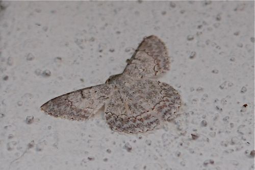 moth picture