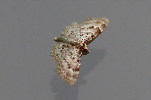 moth picture