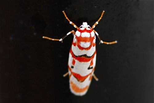 picture of a moth in malaysia