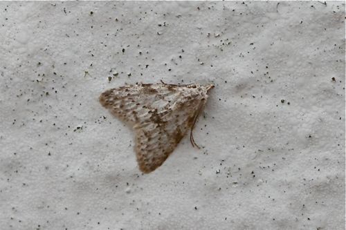 moth photo