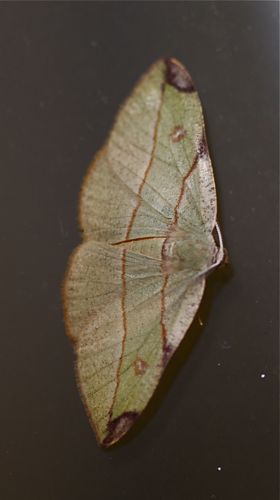 picture of a moth in malaysia