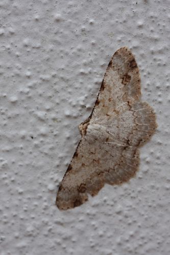 moth photo