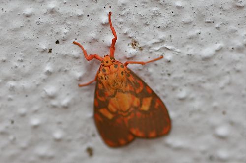 moth photo