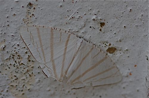 picture of a moth in malaysia