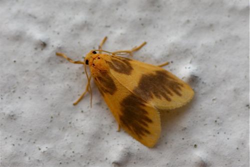 picture of a moth in malaysia