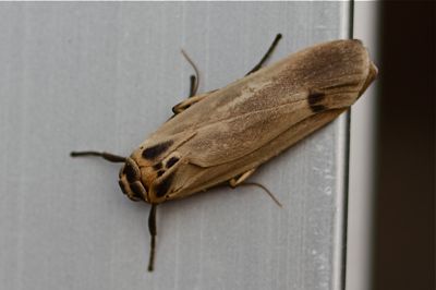 picture of a moth in malaysia