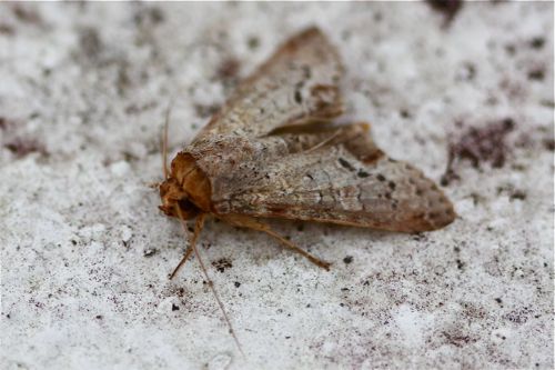 moth of malaysia