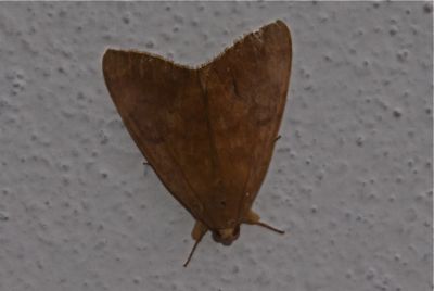 moth picture