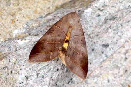 moth photo (female)