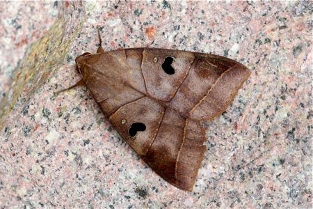 picture of a moth in malaysia