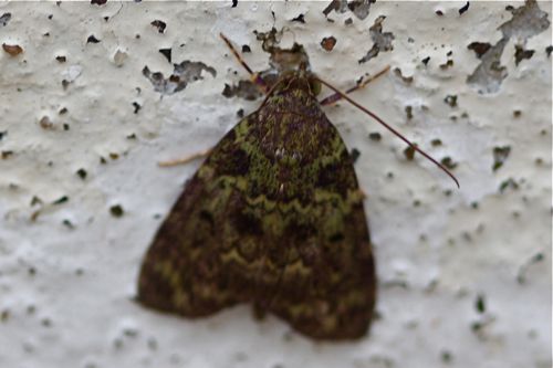 picture of a moth in malaysia