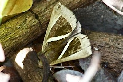 picture of a moth in malaysia