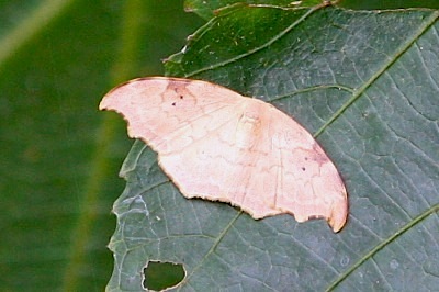 moth photo (female)