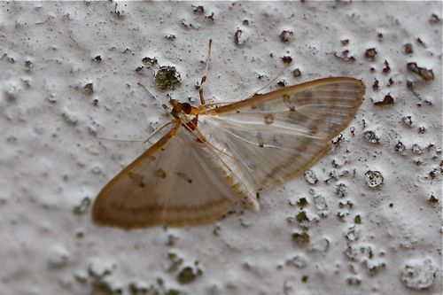 picture of a moth in malaysia