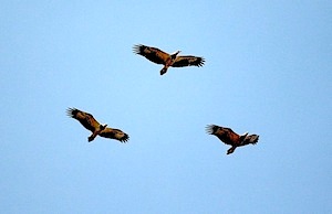 eagles flying high in the sky in malaysia