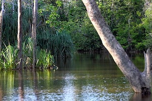 riverbank picture