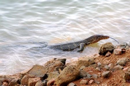 water monitor lizard at lake kenyir, malaysia