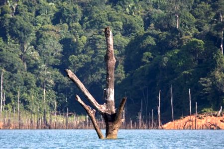 picture of a submerged tree in kenyir lake, malaysia