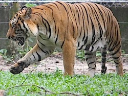 image of a malayan tiger